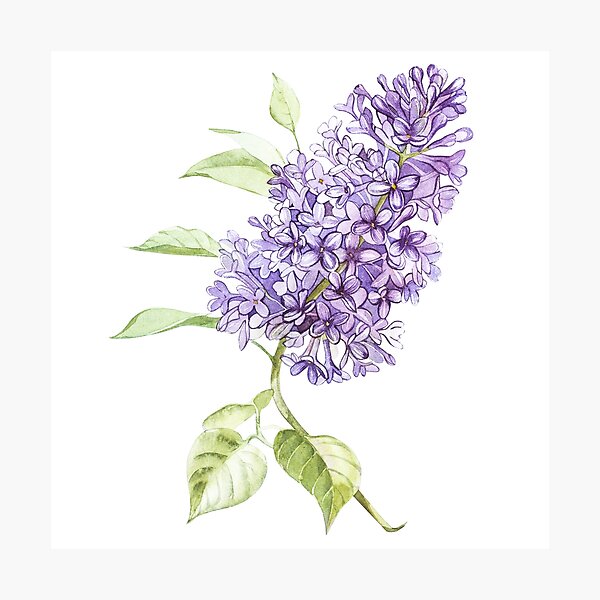 Lilac Photographic Print