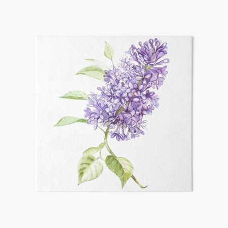 Lilac Art Board Print