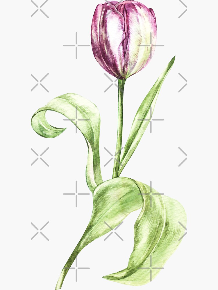 Tulip by Asetrova