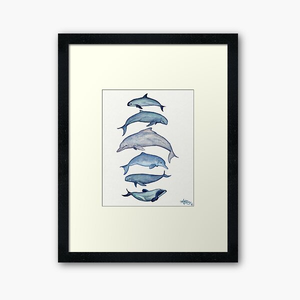 "Rare Cetaceans" by Amber Marine ~ (Copyright 2017) Watercolor dolphins and porpoises, © 2017 - Vaquita, irrawaddy, maui's, humpback, finless, baiji Framed Art Print