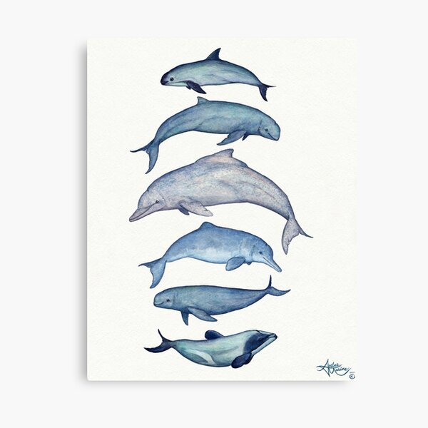 "Rare Cetaceans" by artist Amber Marine ~ (Copyright 2017) Watercolor dolphins and porpoises, © 2017 - Vaquita, irrawaddy, maui's, humpback, finless, baiji Canvas Print