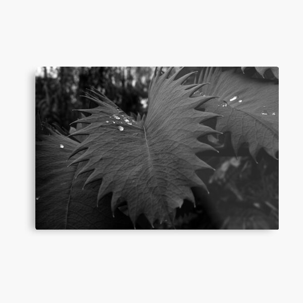 Drama Metal Print
