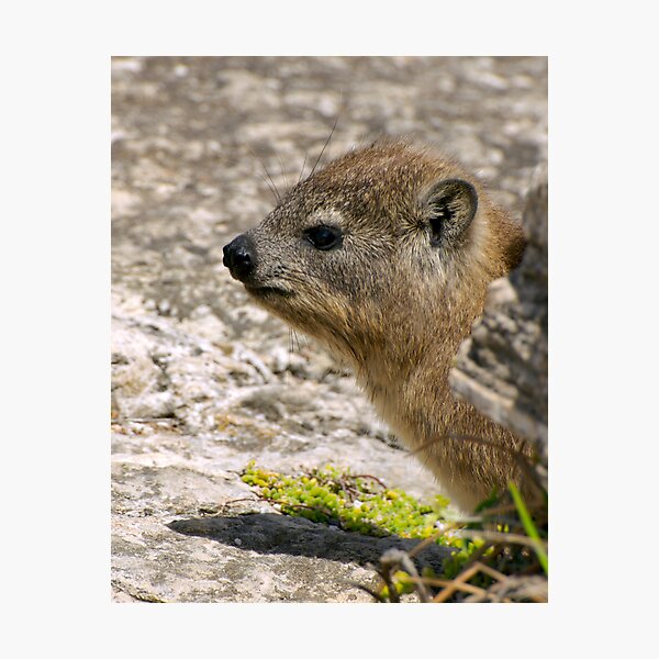 Item preview, Dapper Dassie designed and sold by Amy Dokken.