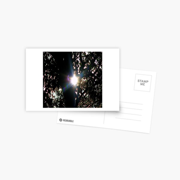 Shadow Surprise Postcard