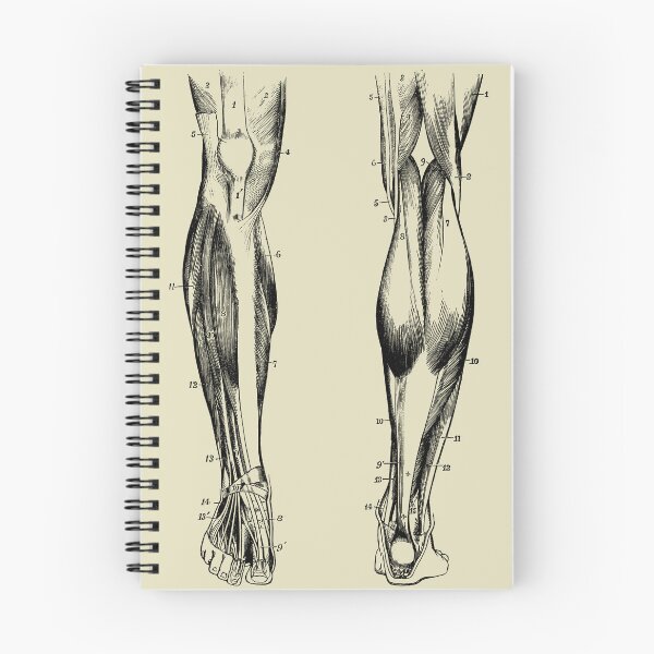 Item preview, Vintage anatomy of the lower limb designed and sold by Preslava Genova.
