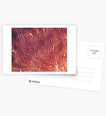 ABSTRACT NOUVEAU COLLECTION ~ NEBULA Postkarten