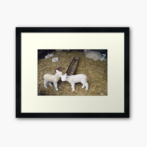 Item preview, New born Lambs designed and sold by Merice  Ewart Marshall.