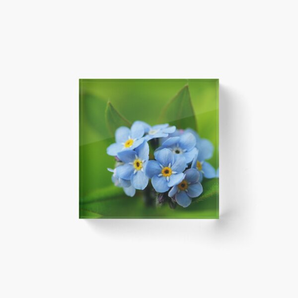 Forget Me Not Acrylic Block