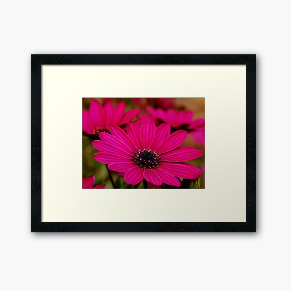 Purple Splash Framed Art Print
