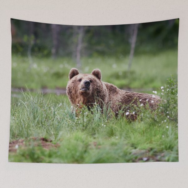 Item preview, What's that smell. Brown bear designed and sold by Jouko Lehto Photography.