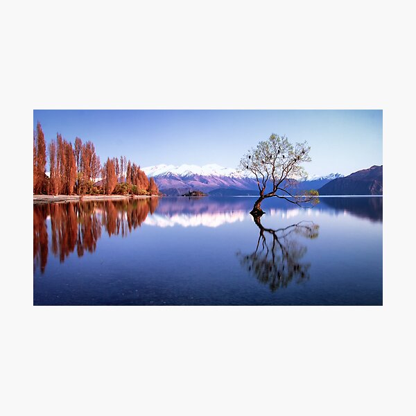 Sunrise at that Wanaka Tree Photographic Print