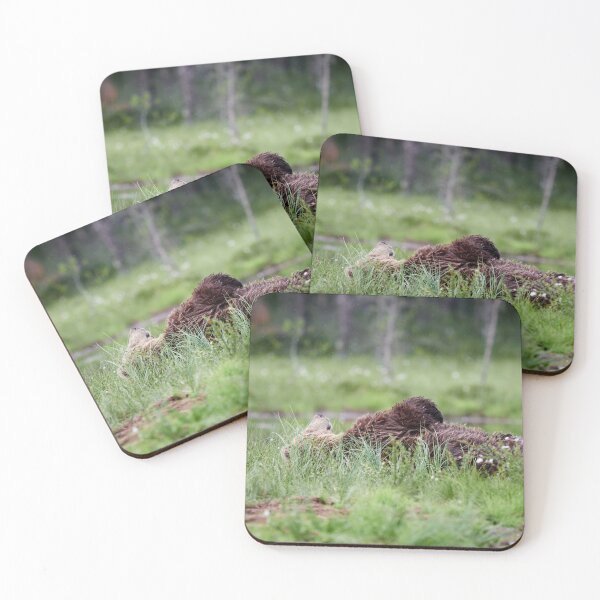 Item preview, Daydreams and mosquitoes. Brown bear designed and sold by Jouko Lehto Photography.