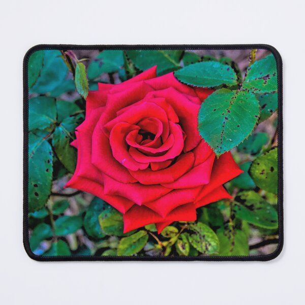 Item preview, Arose to Perfection - Mount Alexander, Victoria designed and sold by Steven Jodoin.