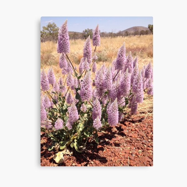 Pilbara - Mulla Mulla Canvas Print