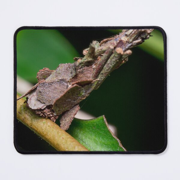 Item preview, Unique and organic photo of a bagworm (hidden) designed and sold by AvonPerception.