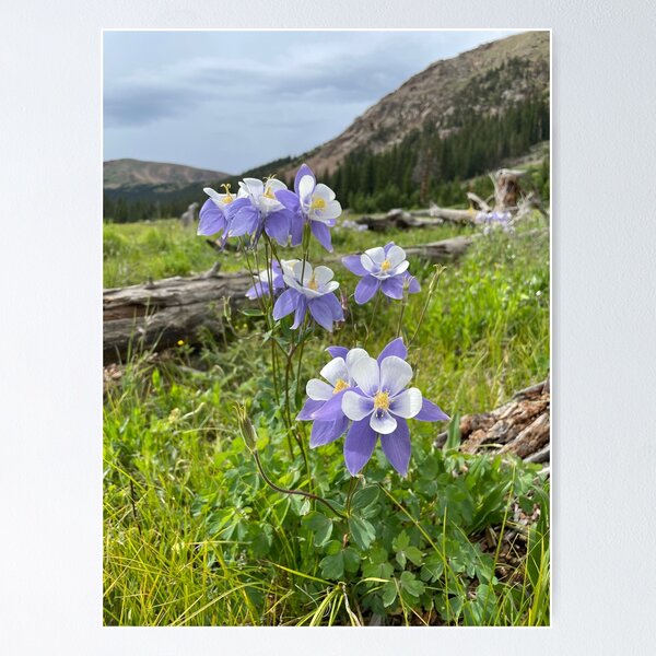 Alpine Wildflowers of Washington Poster