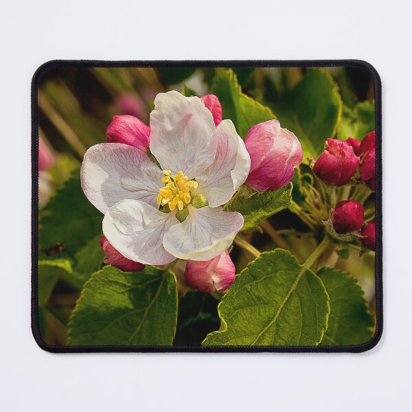 Item preview, Apple Blossom Panorama (2) designed and sold by Violaman.