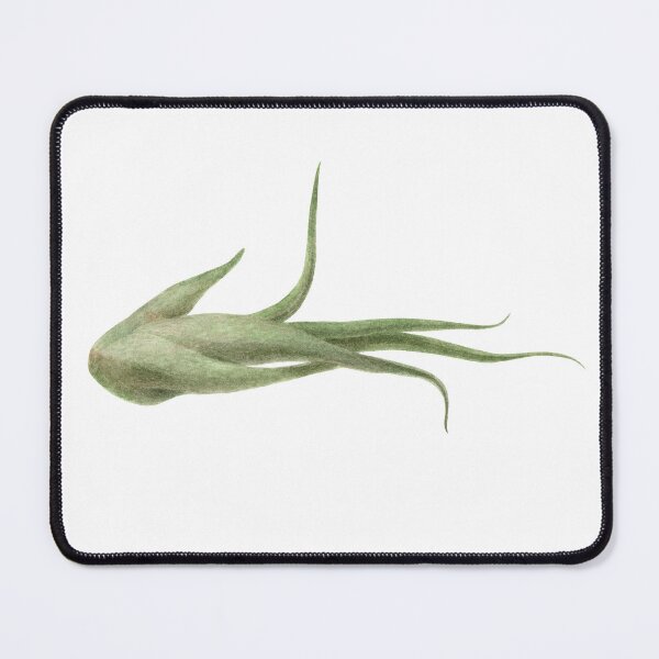 Item preview, Airlpant Tillandsia Caput-Medusa. Watercolor painting. designed and sold by Antonina Sotnikova.