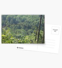 Woods in Dexter Postcards