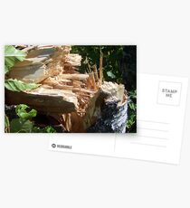 Fallen Tree- Broken stump Postcards