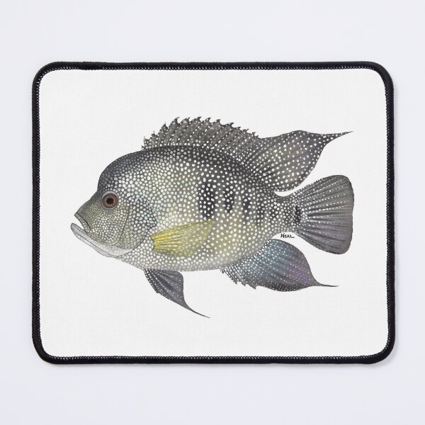 Item preview, Rio Grande Cichlid designed and sold by LeakyCanoeArt.