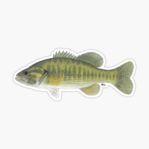 Bass Fishing Decal - Bass Fishing Sticker - 2212 | Medium | silver-metalic