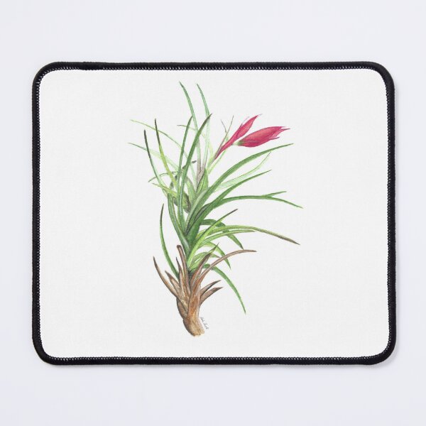 Item preview, Air Plant - Bromeliad watercolour designed and sold by Malu-Iriarte.