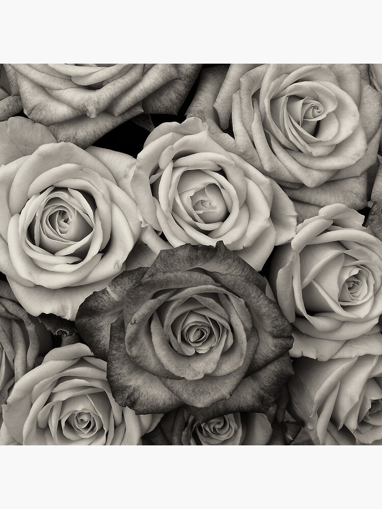 Impression rigide « Bouquet de roses noires et blanches », par  livianasgifts | Redbubble