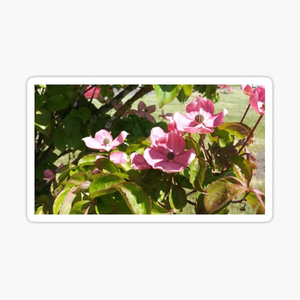 Pink Dogwood Flowers Sticker