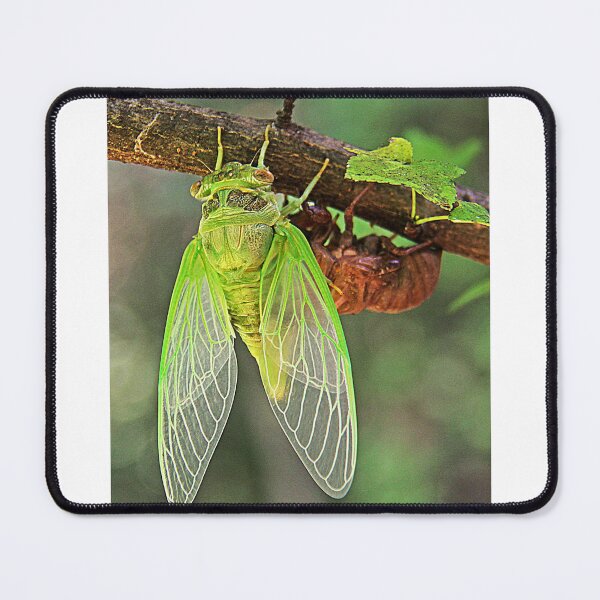 Item preview, Cicada Emerging from it's Shell designed and sold by searchlight.