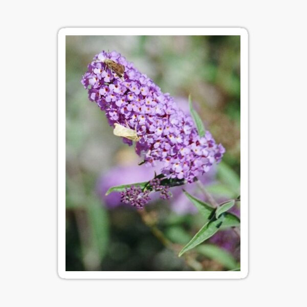Butterfly Bush Sticker
