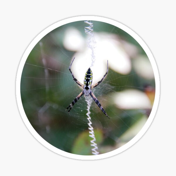 "Black and Yellow Garden Spider on Zig Zag " Sticker for Sale by