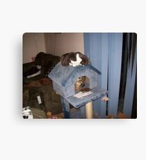 Anybody Home? Canvas Print
