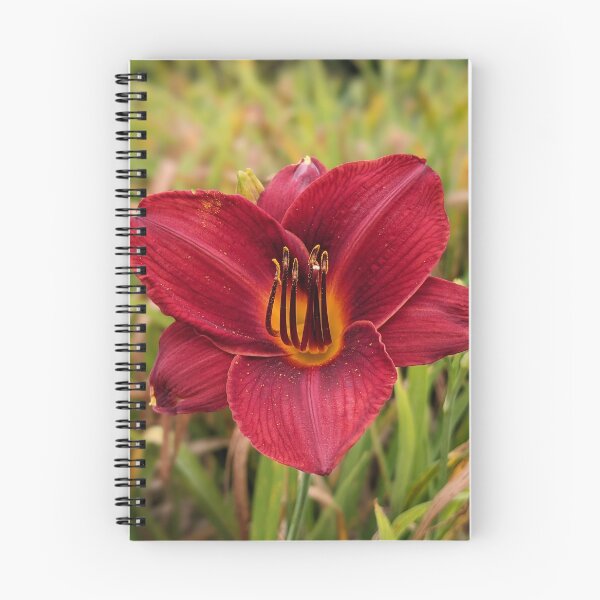 Aperçu de l'œuvre Copie de Red Lily 2 créée et vendue par AustaArt.
