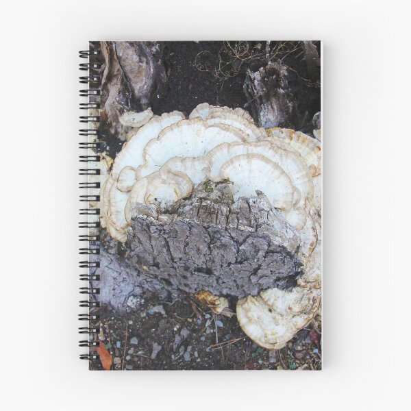 Item preview, Turkey tail mushrooms growing on an old tree stump designed and sold by Rennie Palmer.