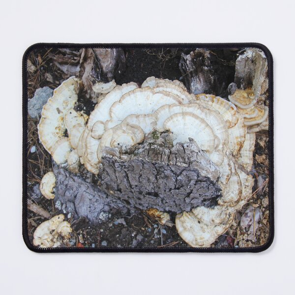 Item preview, Turkey tail mushrooms growing on an old tree stump designed and sold by Rennie Palmer.