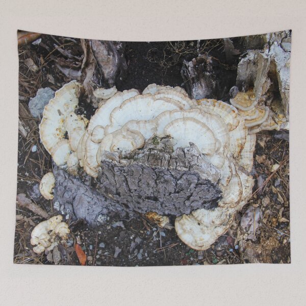 Item preview, Turkey tail mushrooms growing on an old tree stump designed and sold by Rennie Palmer.