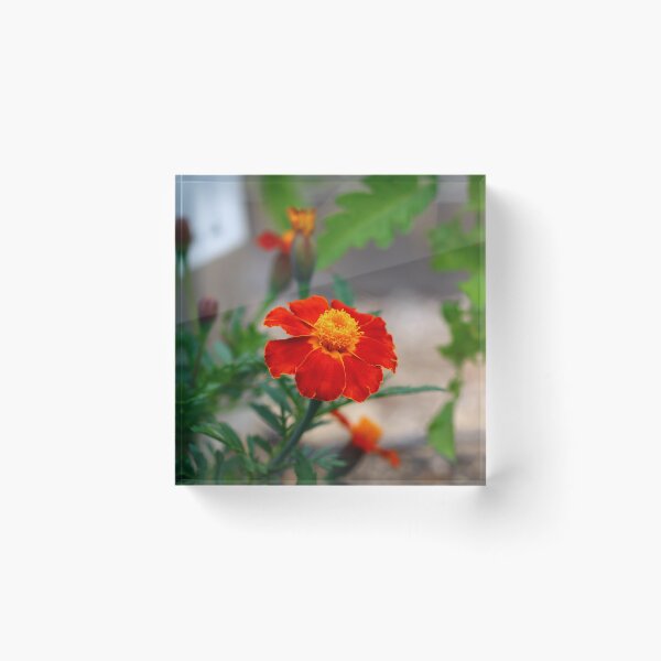 Item preview, High Quality Super Sharp Wildflower Photo by Young Photographer  designed and sold by GradensGallery.