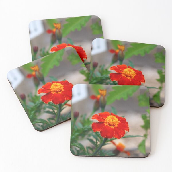 Item preview, High Quality Super Sharp Wildflower Photo by Young Photographer  designed and sold by GradensGallery.