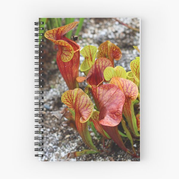 Item preview, High Quality Super Sharp Wildflower Photo by Young Photographer designed and sold by GradensGallery.