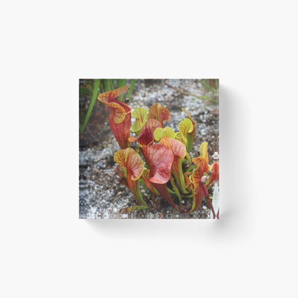High Quality Super Sharp Wildflower Photo by Young Photographer Acrylic Block