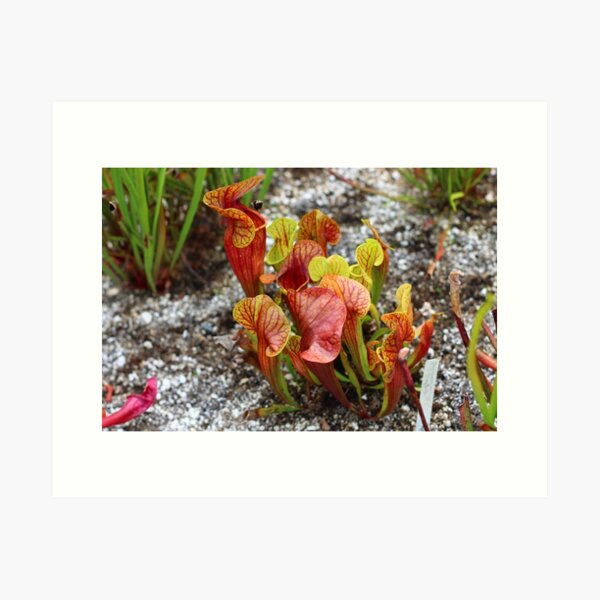 High Quality Super Sharp Wildflower Photo by Young Photographer Art Print