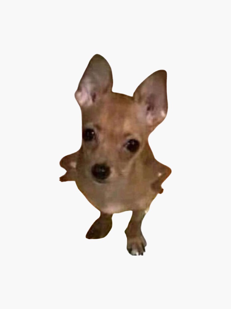 "dog arms crossed meme" Sticker for Sale by nataliebrownnn Redbubble