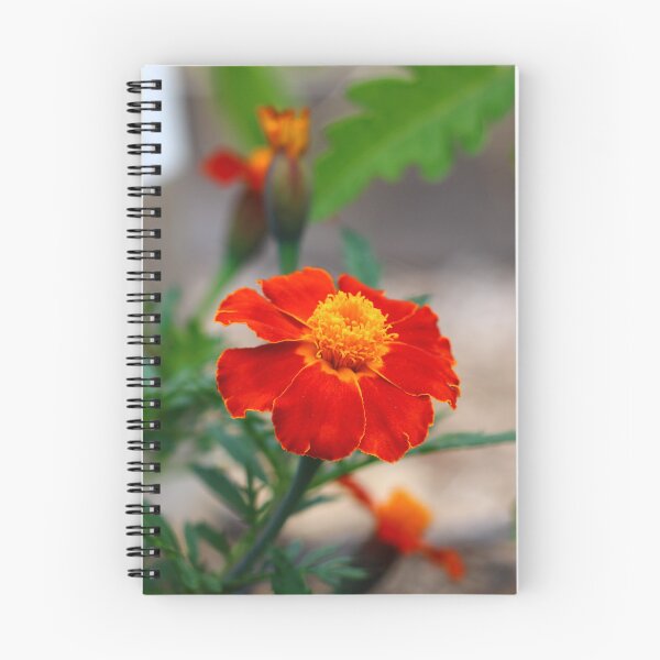 Item preview, High Quality Super Sharp Wildflower Photo by Young Photographer  designed and sold by GradensGallery.