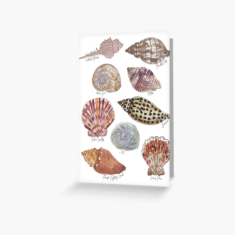 Florida Seashells Naturalist Watercolor Sticker for Sale by Nature Girl  Studios