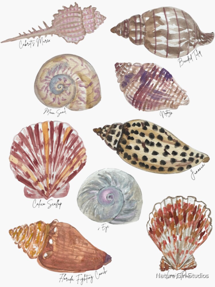 Florida Seashells Naturalist Watercolor Sticker for Sale by