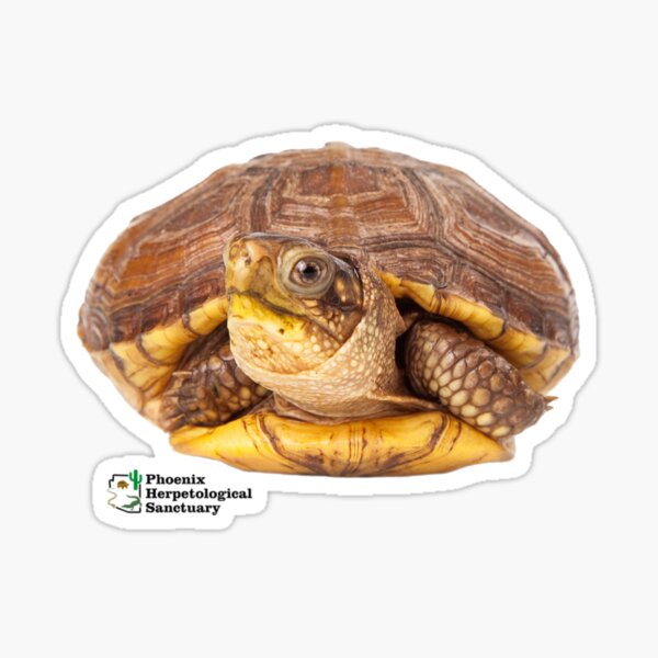 Tortoise Sticker