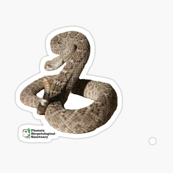 Rattlesnake Sticker