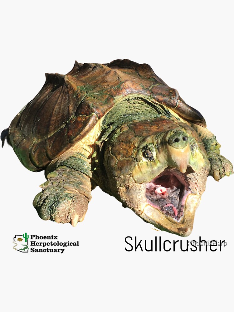 "Skullcrusher Alligator Snapping Turtle" Sticker for Sale by