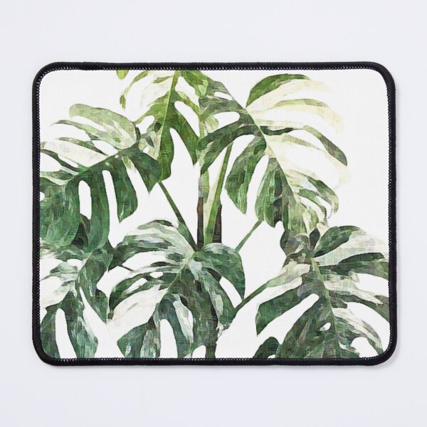 Item preview, Monstera Deliciosa Borsigiana Albo Variegata designed and sold by The Chookies.